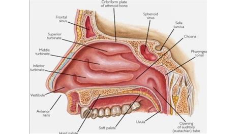 7 Fungsi Hidung yang Penting untuk Kehidupan, Salah Satunya untuk Bernyanyi dan Bicara