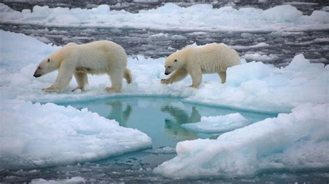 Global warming: Summer Arctic sea ice will be gone by 2050