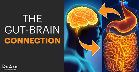 How the GUT Affects the Brain | AUTISTIC ASPERGERS