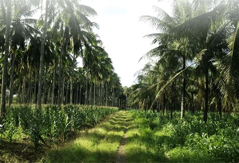 learn to earn with this concise guide on organic coconut farming.