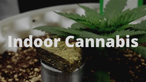 Buy Indoor Cannabis Strains & Weed Seeds Australia >>>