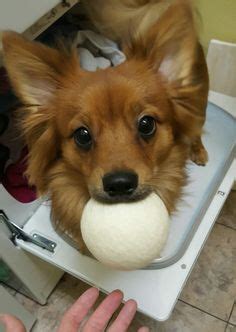 Sammy, my adorable long haired chiweenie! | Sammy and Friends | Dogs, Chiweenie dogs, Best dogs