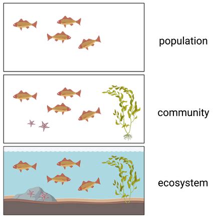 [Solved] 2. What is the difference between a population and a community? 3.... | Course Hero