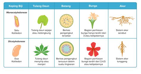 Perbedaan Tumbuhan Monokotil Dan Dikotil Sahabatnesia - Riset