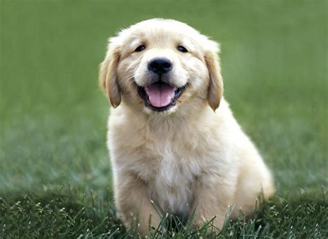 Golden Retriever Dog: Puppies Golden Retriever