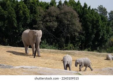 2,482 Elephant Calf Playing Images, Stock Photos & Vectors | Shutterstock