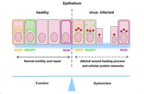 [DIAGRAM] Contusion Wound Diagram - MYDIAGRAM.ONLINE