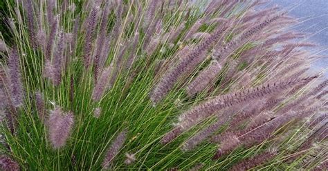 MAP: ORNAMENTAL FOUNTAIN GRASS