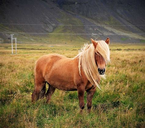 l'islandais vient d'Islande c'est un double poney ou cheval de selle il mesure entre 1,25m et 1 ...