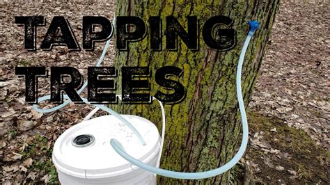 Making Maple Syrup - Tapping Trees - YouTube