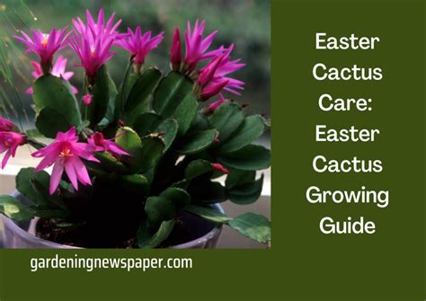 Easter Cactus Care: Easter Cactus Growing Guide - Gardening News Paper