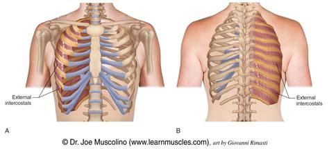 External Intercostals - Learn Muscles