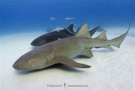 Nurse Shark - Ginglymostoma cirratum