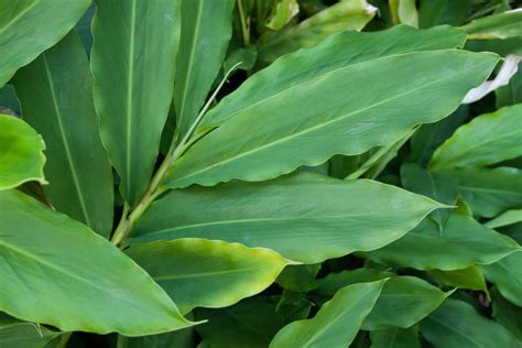 Growing Cardamom: How to Plant and Care For This Classic Spice