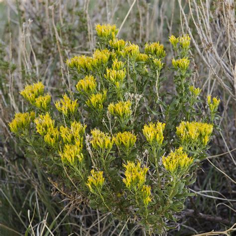 Chrysothamnus viscidiflorus (Yellow Rabbitbrush) -- Asteraceae | Flickr ...