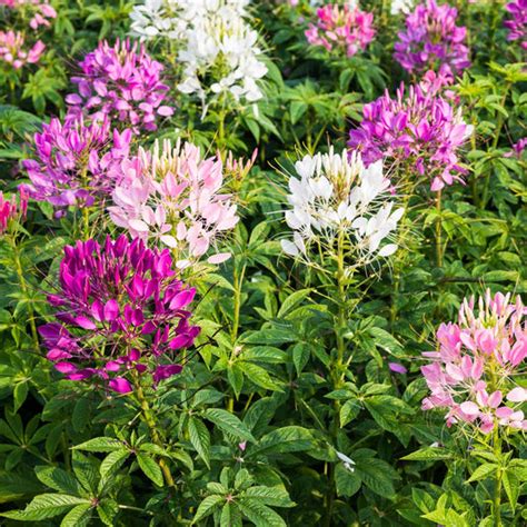 Cleome Seeds | Shop 6 Varieties | Eden Brothers