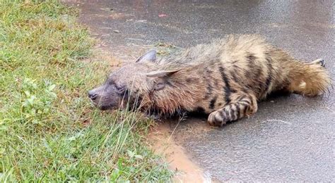 One injured in hyena attack - OrissaPOST