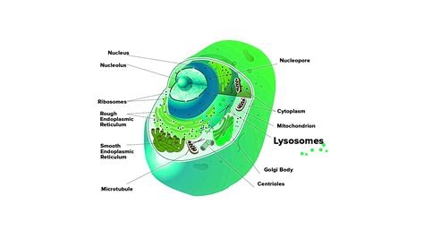 How Are Lysosomes Related to Golgi?