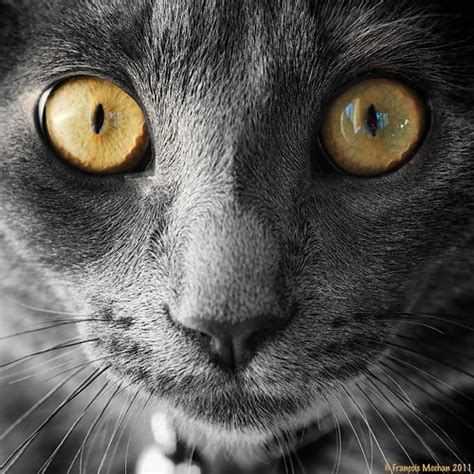 chat chaton yeux oeil hypnotique – Si une photo vaut mille mots…