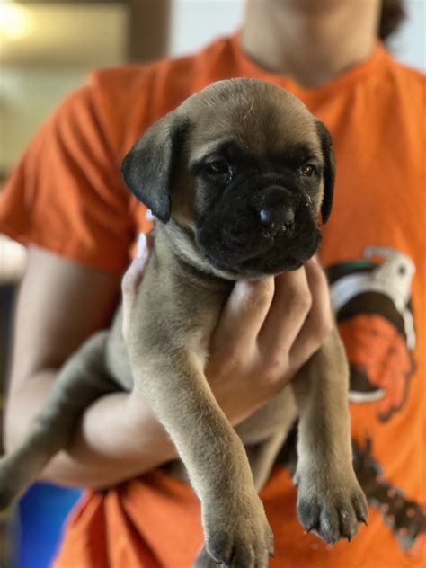 English Mastiff Puppies For Sale | Rochester, NY #343311