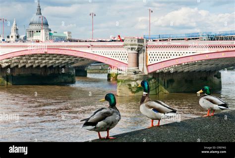 Thames wildlife hi-res stock photography and images - Alamy