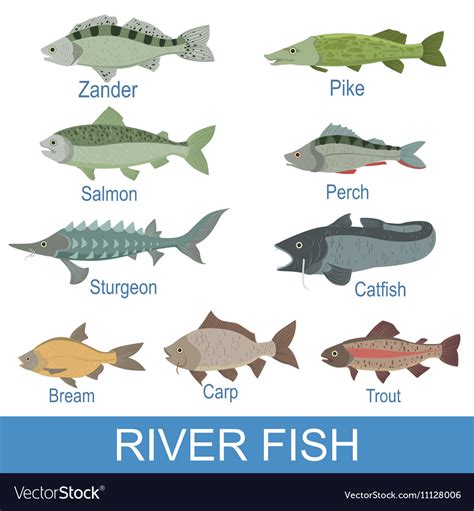 River fish identification slate with names Vector Image