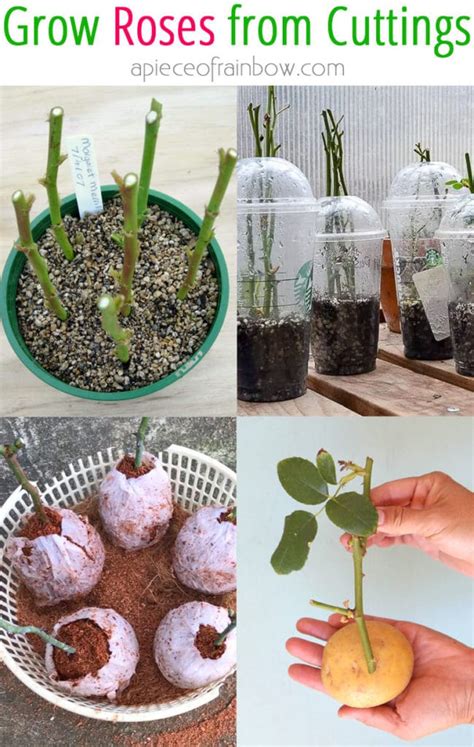 Grow Roses from Cuttings: 2 Best Ways to Propagate! | Growing roses, Rose cuttings, Planting roses