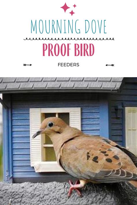 How to Keep Mourning Doves Away from the Bird Feeder | Mourning dove, Bird feeders, Bird