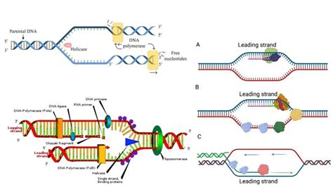 DNA Polymerase - Definition, Mechanism, Structure, Types - Biology Notes Online