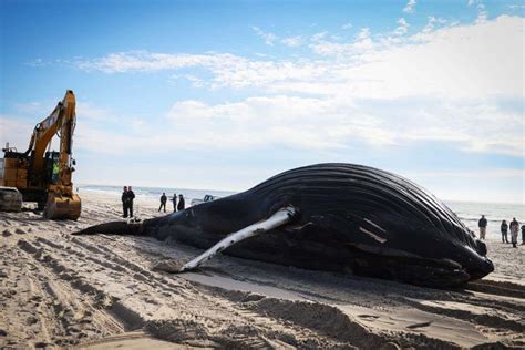 Why are so many whales getting stranded on US beaches? | 15 Minute ...