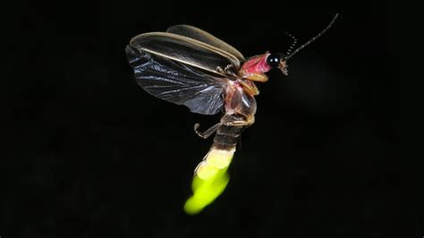 Audubon Hosts Virtual, Family-friendly Event about Fireflies | Audubon ...