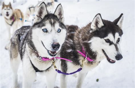 Forget the Arctic, how about husky sledding in Australia? | Adventure.com