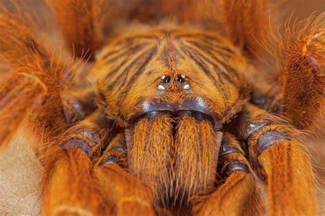 Orange Baboon Tarantula Photograph by Tomasz Litwin/science Photo Library