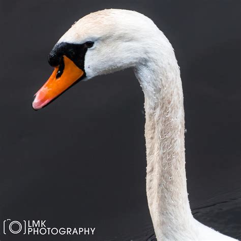 LMK Photography | Swan Neck