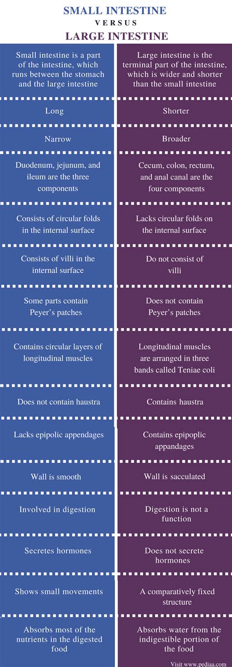 Difference Between Small and Large Intestine | Definition, Components, Function