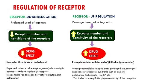 Receptor regulation - YouTube