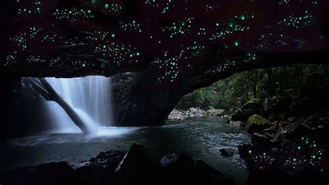 glow worms on ceiling of cave in dark forest in Gold Coast