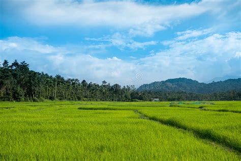 Lush Green Kerala Watered Paddy Field, Close Up with View of Surrounding Nature. Rice is the ...