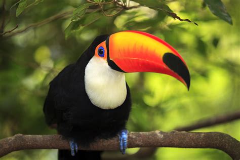 Toucan - Curacao ZOO - [Parke Tropikal]