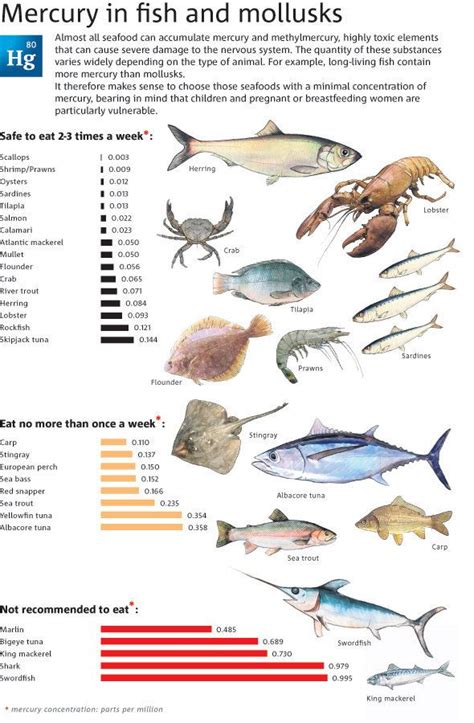 Mercury in fish and mollusks | Mercury in fish, Animal infographic, Fish