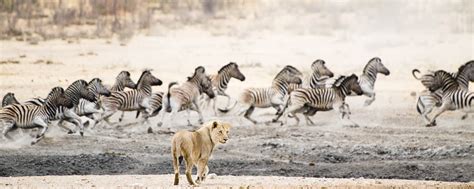 Lion chasing Zebra in Etosha National Park, Namibia | Flickr