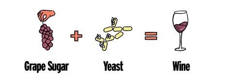 Yeast in Wine - What You Need To Know | Good Pair Days