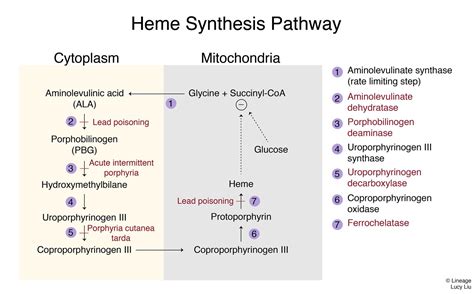 Porphyria Cutanea Tarda - Dermatology - Medbullets Step 2/3