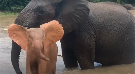 Orphaned Albino Elephant Calf Swims With Adopted Family in Adorable ...