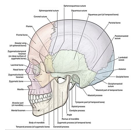 Easy Notes On 【Skull】Learn in Just 4 Minutes!