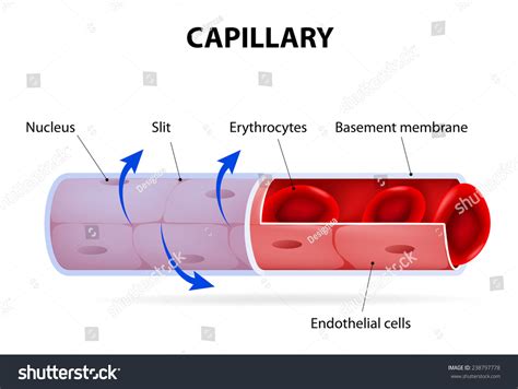 Capillary. Blood Vessel. Labelled. Stock Photo 238797778 : Shutterstock