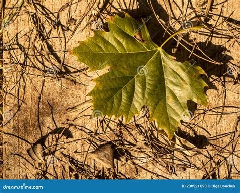 Autumn plane tree leaf stock image. Image of brown, copy - 230521093