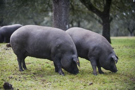 Qué comen los cerdos ibéricos | Enrique Tomás | Cerdo iberico, Cerdos, Razas de cerdos