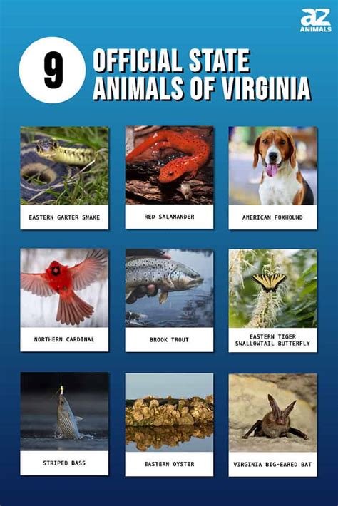 Discover The 9 Official State Animals Of Virginia - A-Z Animals