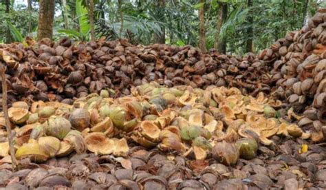 Coconut cultivation in India | PepperHub